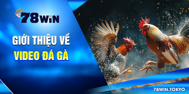 Giới thiệu về video đá gà